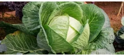 Découverte du patrimoine légumier des Hauts-de-France