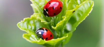 Hoe trek je nuttige dieren aan die je helpen met je moestuin ?
