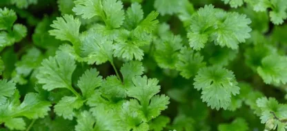 Les avantages de cultiver sa coriandre à domicile
