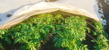 Que semer, à l'extérieur, en mars ? Légumes primeurs & protections anti-gel