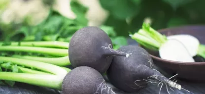 Les bienfaits du radis noir : comment le cultiver et le cuisiner ?