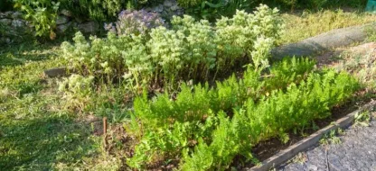 Combinatieteelt in de moestuin: gunstige combinaties van groenten