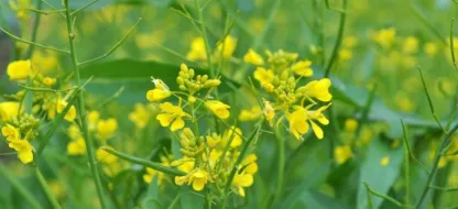 Utiliser des engrais verts pour la qualité de vos sols