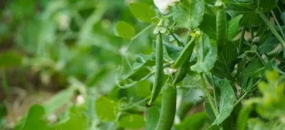 Que planter en juillet et août au potager en France et en Belgique ?