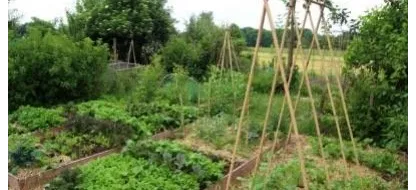 Les bases de la permaculture au potager
