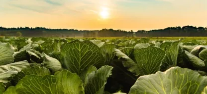 Quels sont les légumes de saison en Bourgogne-Franche-Comté ?
