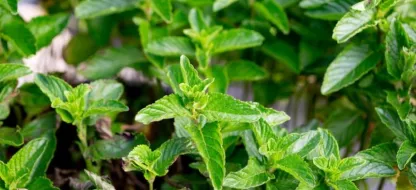 Les atouts de cultiver ses plantes aromatiques à la maison Les atouts de cultiver ses plantes aromatiques à la maison