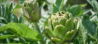 Semer des variétés de Picardie pour sauvegarder son patrimoine légumier