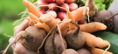 Cinq conseils pour rendre votre potager plus résistant