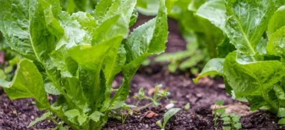 Découvrez quelques variétés de légumes régionaux en Île-de-France