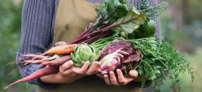 Préserver le patrimoine légumier régional du Nord-Pas-de-Calais