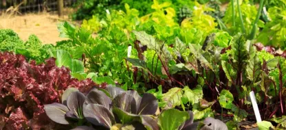 Lancer son potager bio en 3 étapes.