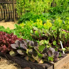 Lancer son potager bio en 3 étapes. Lancer son potager bio en 3 étapes.