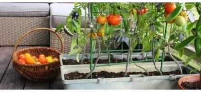 Een moestuin op uw balkon: tips van Semailles