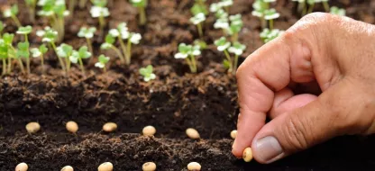 Comment réussir ses semis