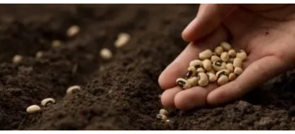 Welk type zaden kiezen om een moestuin te beginnen?