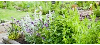 Houd plagen op natuurlijke wijze uit je moestuin