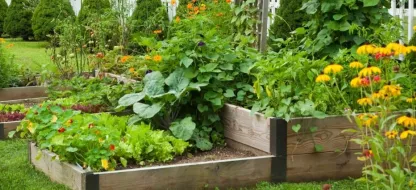 Goede gewoonten voor het beheer van uw moestuin in de zomer en tijdens de vakantie