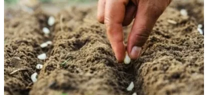 Les légumes insolites