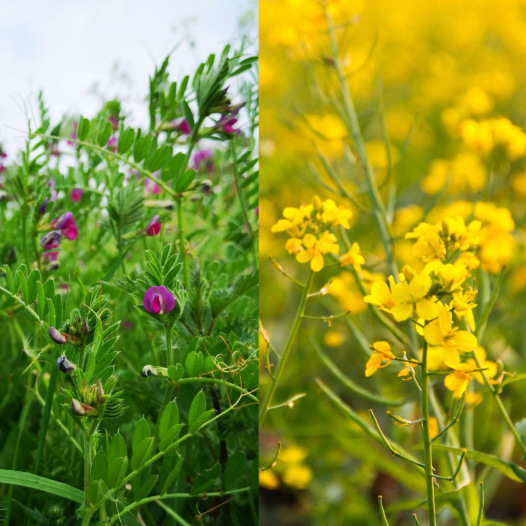 Graines bio de Mélange Croissance rapide (engrais vert)