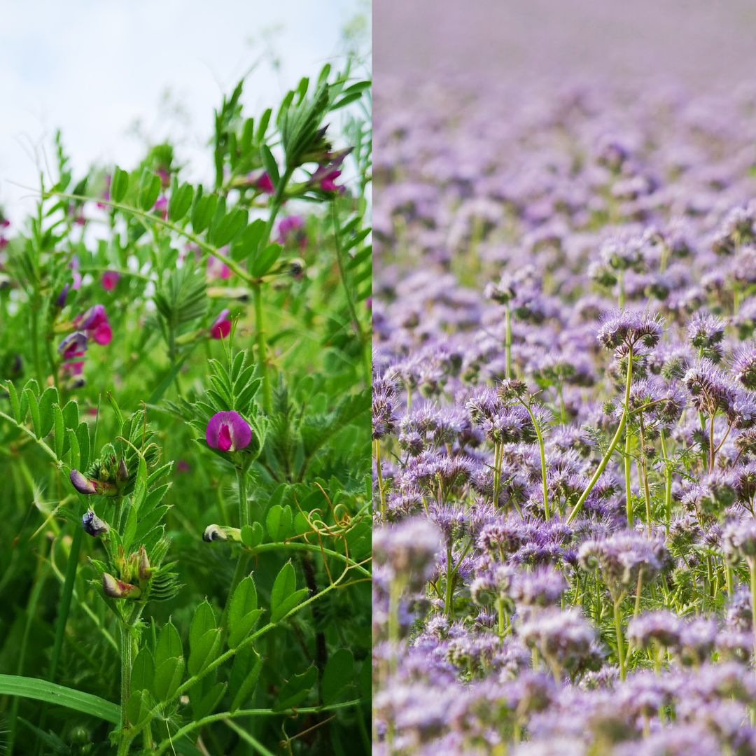 Luzerne Maga (medicago Sativa) - Graines Baumaux