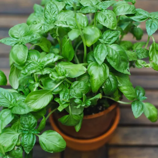 Basilic Grand Vert bio - Aromatique - Semailles