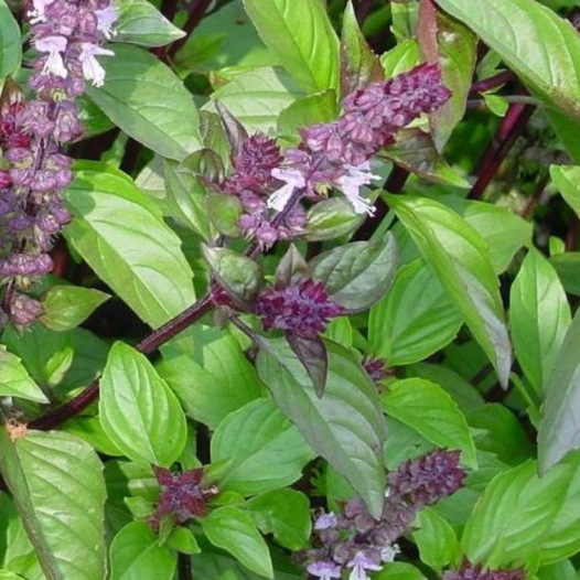 La cannelle au jardin