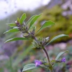 Basilicum Thijm Basilicum Thijm