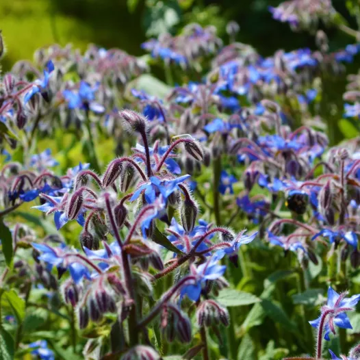 Bourrache bio - Aromatiques - Semailles Bourrache bio - Aromatiques - Semailles