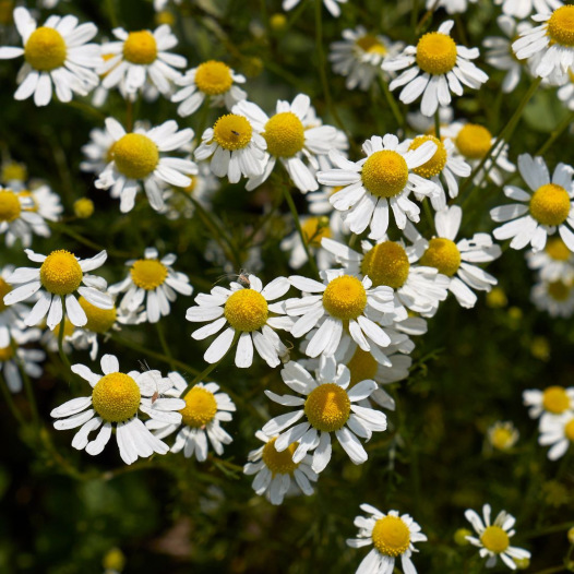 Camomille : culture, récolte, bienfaits - Promesse de Fleurs