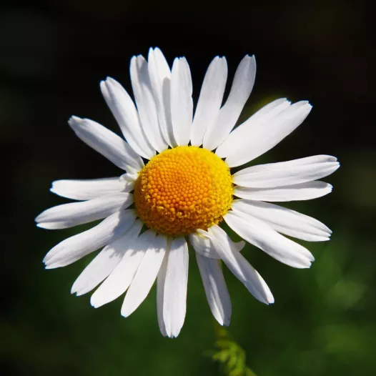 Camomille matricaire bio - Médicinale - Semailles