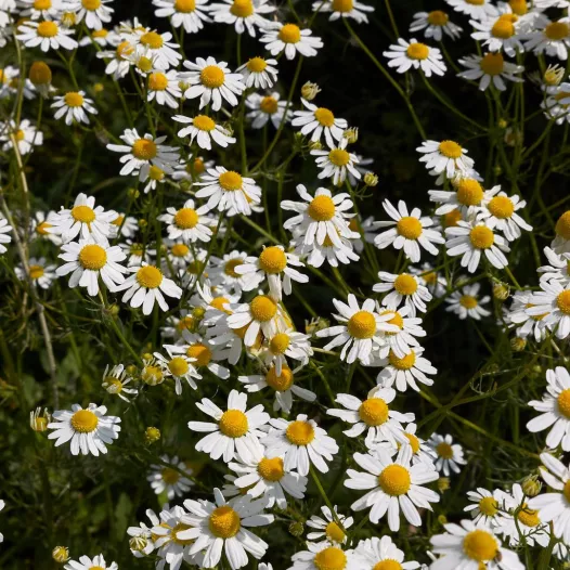 Camomille matricaire bio - Médicinale - Semailles