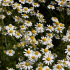 Camomille matricaire