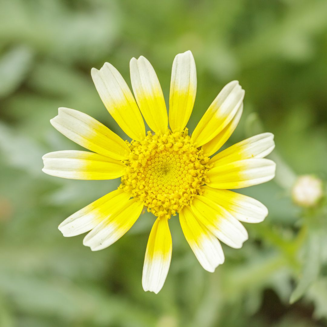 300 Graines De Chrysanthème Comestible (Shungiku) - Légume-feuille Et Fleur Décorative - Saveur Poivrée, Facile à Cultiver