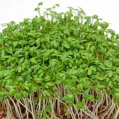 Cresson Alénois bio - Aromatiques - Semailles Cresson Alénois bio - Aromatiques - Semailles