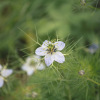 Nigelle aromatique ou Cumin noir
