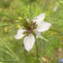 Nigelle aromatisch