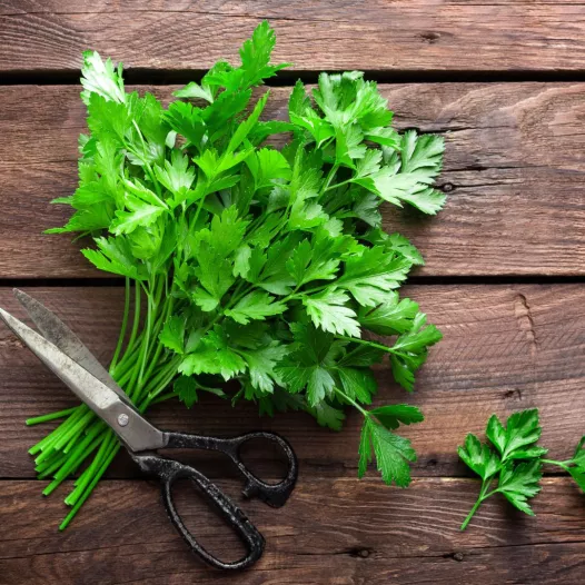 Peterselie plat gewoon Peterselie plat gewoon