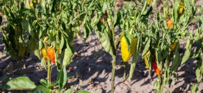 Comment limiter les dégâts de la canicule sur votre potager ?