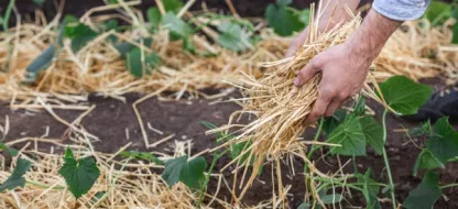 Les 9 astuces pour lutter contre la sécheresse au jardin en Belgique
