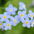 Myosotis