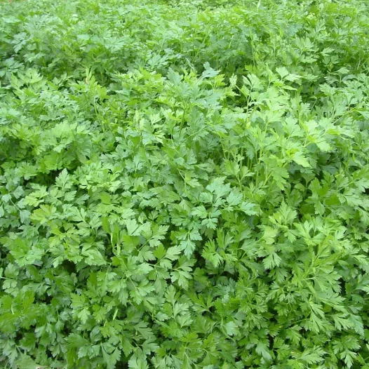 Persil géant d'Italie bio - Aromatiques - Semailles