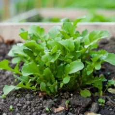 Rucola Wasabi Rucola Wasabi