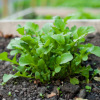 Roquette Wasabi