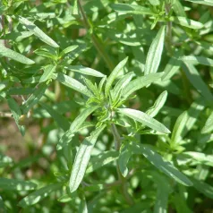Sarriette annuelle Sarriette annuelle