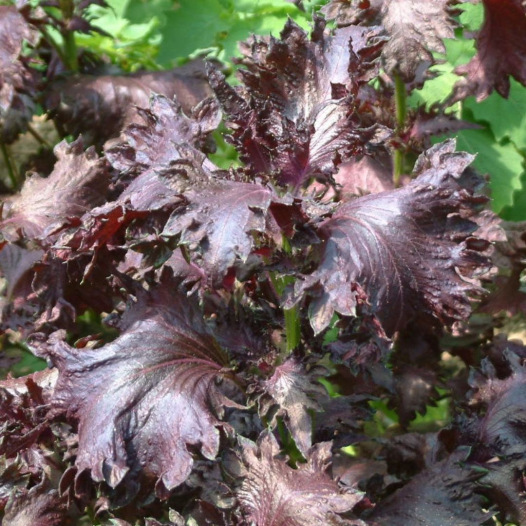 Perilla purper of shiso