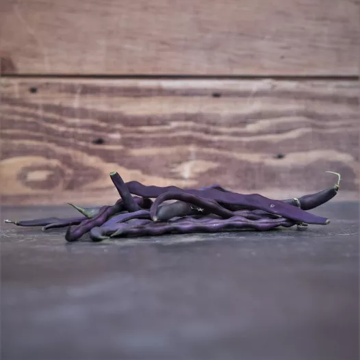 Haricot à rames mangetout à cosses violettes Haricot à rames mangetout à cosses violettes