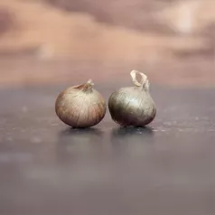 Ajuin Rocambole - 5 bolletjes - kaliber +