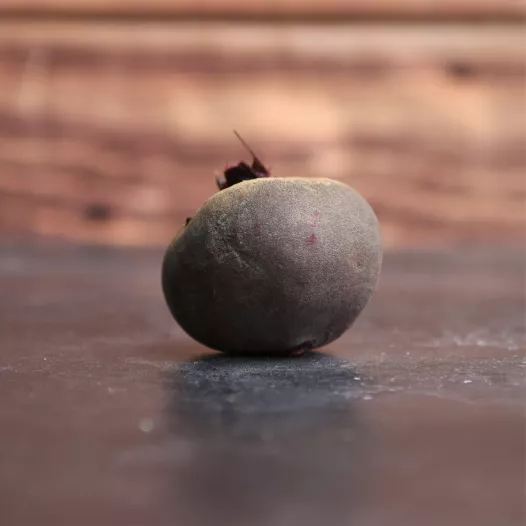 Rode biet kogel uit Detroy