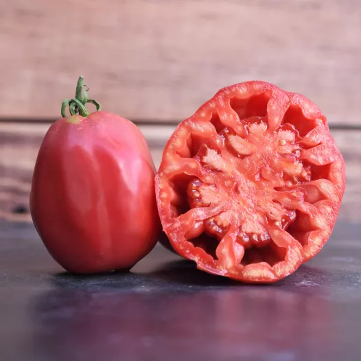 Tomate grosse des marais bio - Semailles